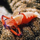 Illustration for article titled Antidepressants in the water are making shrimp suicidal